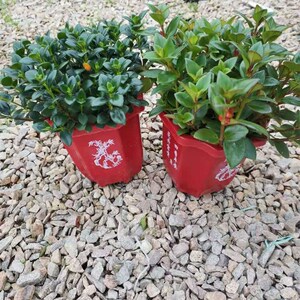 【招财金鱼吊兰】金鱼草吊兰小金鱼草苗四季常青绿植室内聚财绿植