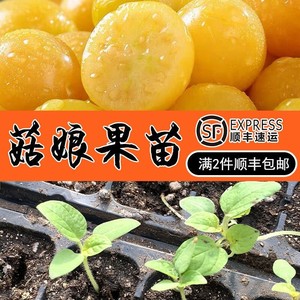 一吃就胖了52989844淘宝东北黄姑娘水果种子红菇娘果种子四季盆栽