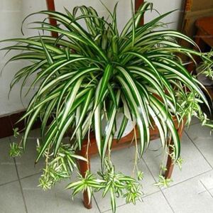 青叶吊兰大盆金边吊兰盆栽带藤垂吊办公室内绿植物净化空气吸甲醛