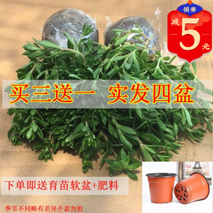 降糖草盆栽包邮