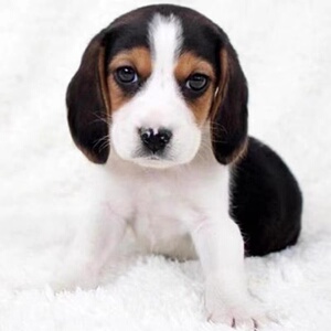 纯种比格幼犬小型短毛米格鲁猎犬犬巴吉度史宾格比格犬幼犬宠物狗