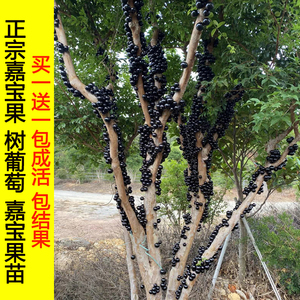 正宗嘉宝果树苗树葡萄苗台湾树葡萄果树南北方种植四季当年结果