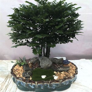 名贵小叶紫檀盆景树桩客厅植物室内花卉绿植树苗四季常青盆栽