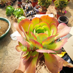 新棵好养黑法师加州香炉盘控养纯木质老桩手捧r花大群生一物一拍