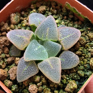 k不花盆冰钻富拍非常容易含卉十二卷室内一物一强磨w面寿多肉精品