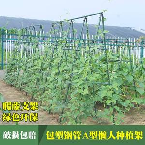 菜架子种菜搭架子杆葡萄架植物丝瓜爬藤架黄瓜架户外花盆豆角支架