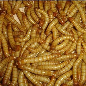 面包虫活体 黄粉虫活虫鲜活虫种虫金龙鱼鹦鹉鱼罗汉鱼乌龟鱼饲料