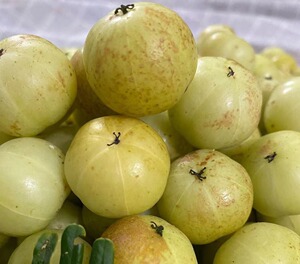 冰糖种!入口甘甜无酸味!崩坎甜种油甘油甘王玉油