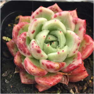 外贸出口代多肉拉霍亚爪 福满c拉霍亚爪 多肉植物 一物一拍