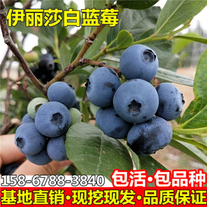 果领·淘宝新品种 伊丽莎白蓝莓苗0人付款10.