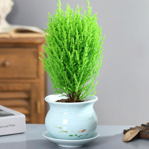 900人付款淘宝松柏肥松树肥料绿叶营养液青松盆景柏树复合肥山松有机