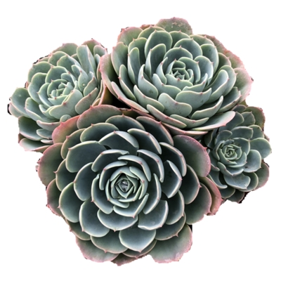 【多肉玉蝶石莲花】多肉玉蝶石莲花品牌,价格 - 阿里巴巴