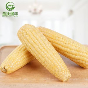 金沃瑞丰甜糯玉米