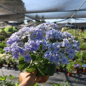 知春园艺 天书新老枝开花新品大花绣球花园露台阳台盆栽花卉植物