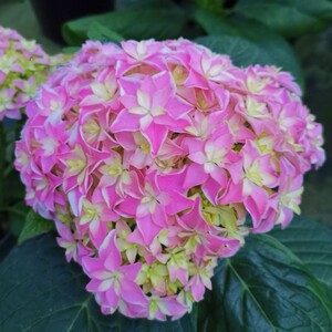 2019年新品重瓣大花绣球杜鲁斯多年生花园阳台灌木花卉盆栽苗