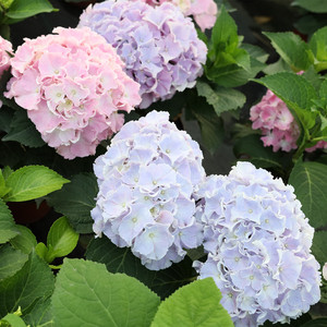 知春园艺 灰姑娘巴萨泽玉石绣球多年生花园庭院阳台花卉植物盆栽