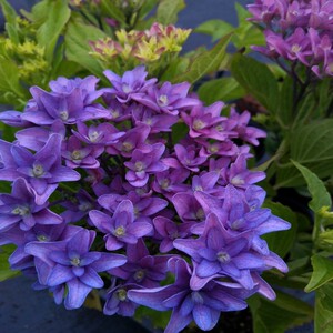 戴安娜王妃绣球