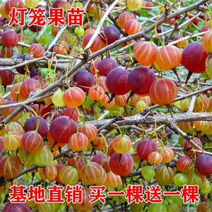 东北姑娘果灯笼果树苗种籽红甜孑黄菇娘四季盆栽蔬菜树苗果苗果树