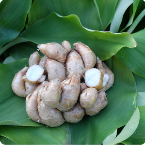 沙姜新鲜包邮正宗山奈三赖5斤化州香油鸡白切鸡椰子鸡猪脚配料调