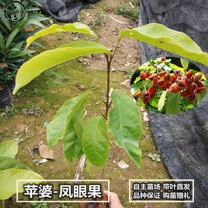 苹婆正宗凤眼果树萍婆小苗禄旺苗九层皮苗富贵子地栽植物凤眼果树