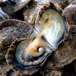 akoya海水i珍珠蚌开氏贝特寄河蚌大蚌自己马海水珍珠裸珠定制手