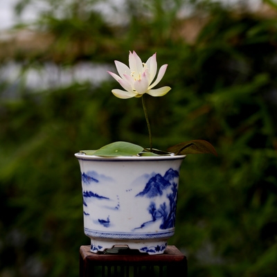 矮矮楚女小苗?小微型碗莲种藕慧你荷花.