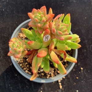 日本绿叶初霜绿体初霜多肉一物a一拍仙女杯老桩群生多头多肉植物