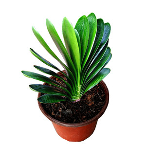 【短叶君子兰雀兰】短叶君子兰雀兰品牌,价格 - 阿里巴巴