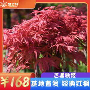 日本红枫艺者歌姬亮粉色阳台花园盆栽趣味观叶植物日式庭院盛之轩