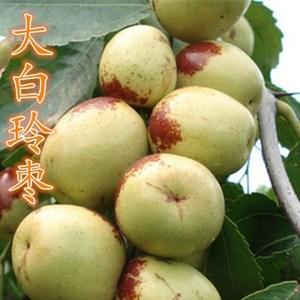 【大白枣】大白枣品牌,价格 - 阿里巴巴