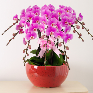 蝴蝶兰盆栽带花苞 年宵花卉开业乔迁送礼盆景高档观赏兰花送花