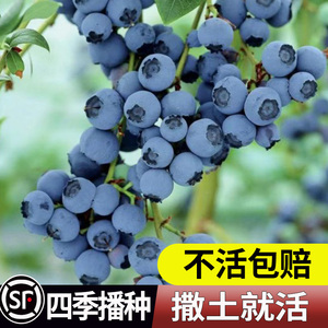 蓝莓种子蓝莓树苗种子树莓种子种苗盆栽地栽蓝梅树果树.