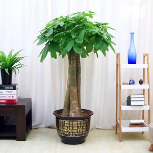 大三杆发财型盆栽客厅大r绿树树桩植物颗植办公室开业乔迁送礼装