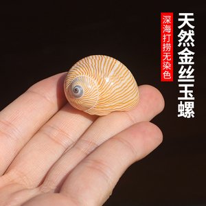 天然贝壳海螺稀有标本金丝蜗牛玉螺鱼缸水族造景摆件寄居蟹替换壳