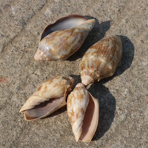 天然小帝王螺海螺贝鱼缸造景装贝壳工艺品批发小帝王螺材料一斤