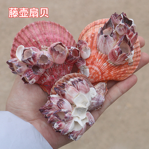 大紫海莲花天然扇贝藤壶珊瑚鱼缸造景屋虾房贝壳海螺标本稀有收藏