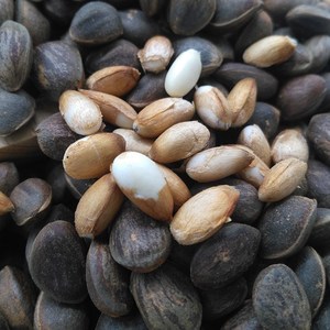 四川特产原味华山生松子不开口大颗粒松籽新鲜干货孕妇用坚果