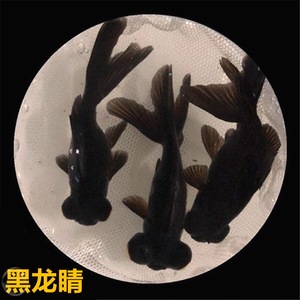 金鱼蝶尾黑龙睛活体观赏鱼小金鱼冷水鱼锦鲤草金鱼苗好养淡水鱼粮