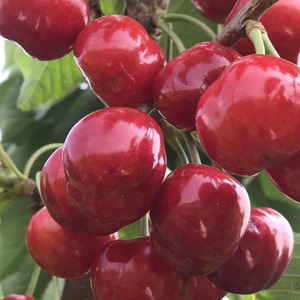 福晨大樱桃苗南北方庭院地栽盆栽阳台嫁接果树当年结果车厘子树苗