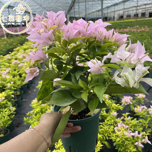 金夫人三角梅 楼顶庭院阳台花卉四季开花盆栽