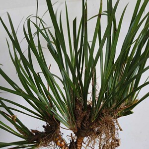 10棵野生龙根石菖蒲绿植吸办公桌盆景甲醛室内菖蒲草养龟水培植物