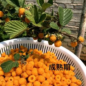 无刺黄泡苗正绿农业无刺黄泡果树苗果苗