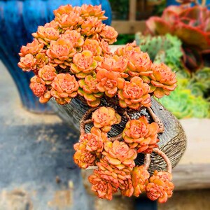 【腊牡丹群生多头老桩】蜡牡丹多肉植物多头老桩多肉桩子爆盆耐干