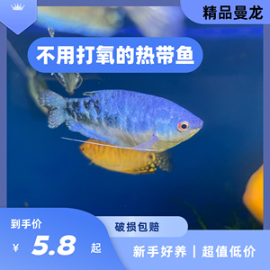 黄蓝曼龙鱼热带鱼观赏鱼新手渔场直发小型不打氧鱼丝足鱼好养活