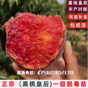 中华黑桃王桃树苗嫁接新品种黑桃皇后果树苗南方北方种植当年结果