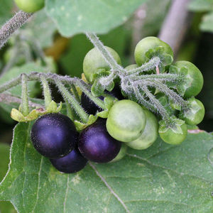 龙葵种子黑悠悠黑天天果种籽黄色果四季阳台盆栽水果野果种孑.