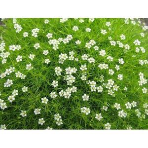 鲁虹花卉爱尔兰苔藓珍珠草盆栽常绿多年观叶观花植物