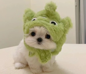 爱心领养马尔济斯小型犬宠物狗狗活体长毛当天发货可爱小狗不掉毛