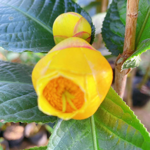 k黄抱茎金花茶树苗带花苞盆栽阳茶花g苗山名贵稀有 茶花金台庭院