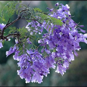 蓝花楹树苗盆栽地栽家居室内庭院b名贵珍贵特大凤凰木蓝花楹大树